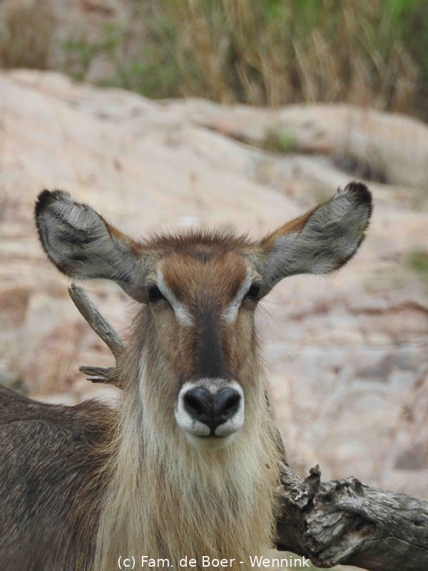 191122_125158-19 Waterbok.JPG